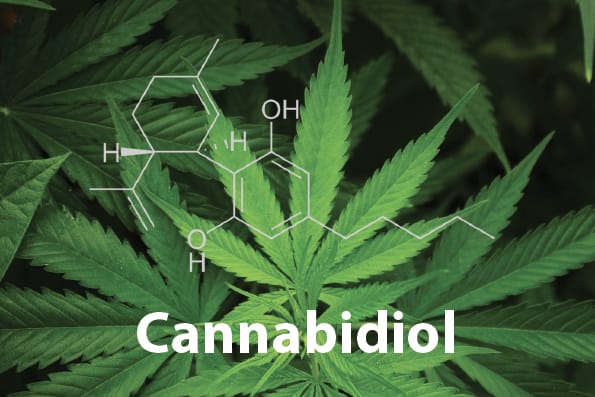 cannabidiol feuille marijuana